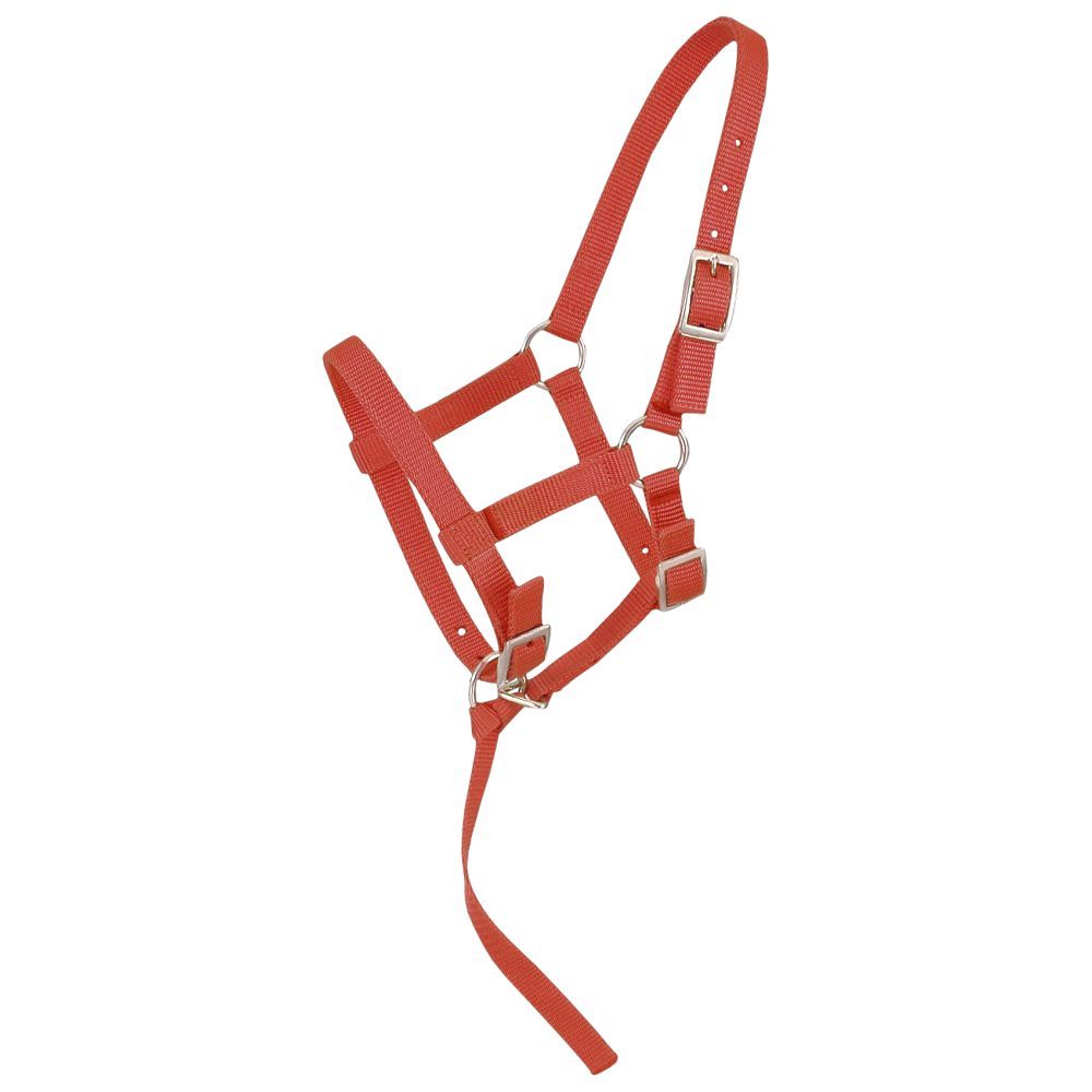 Adjustable Foal Halter