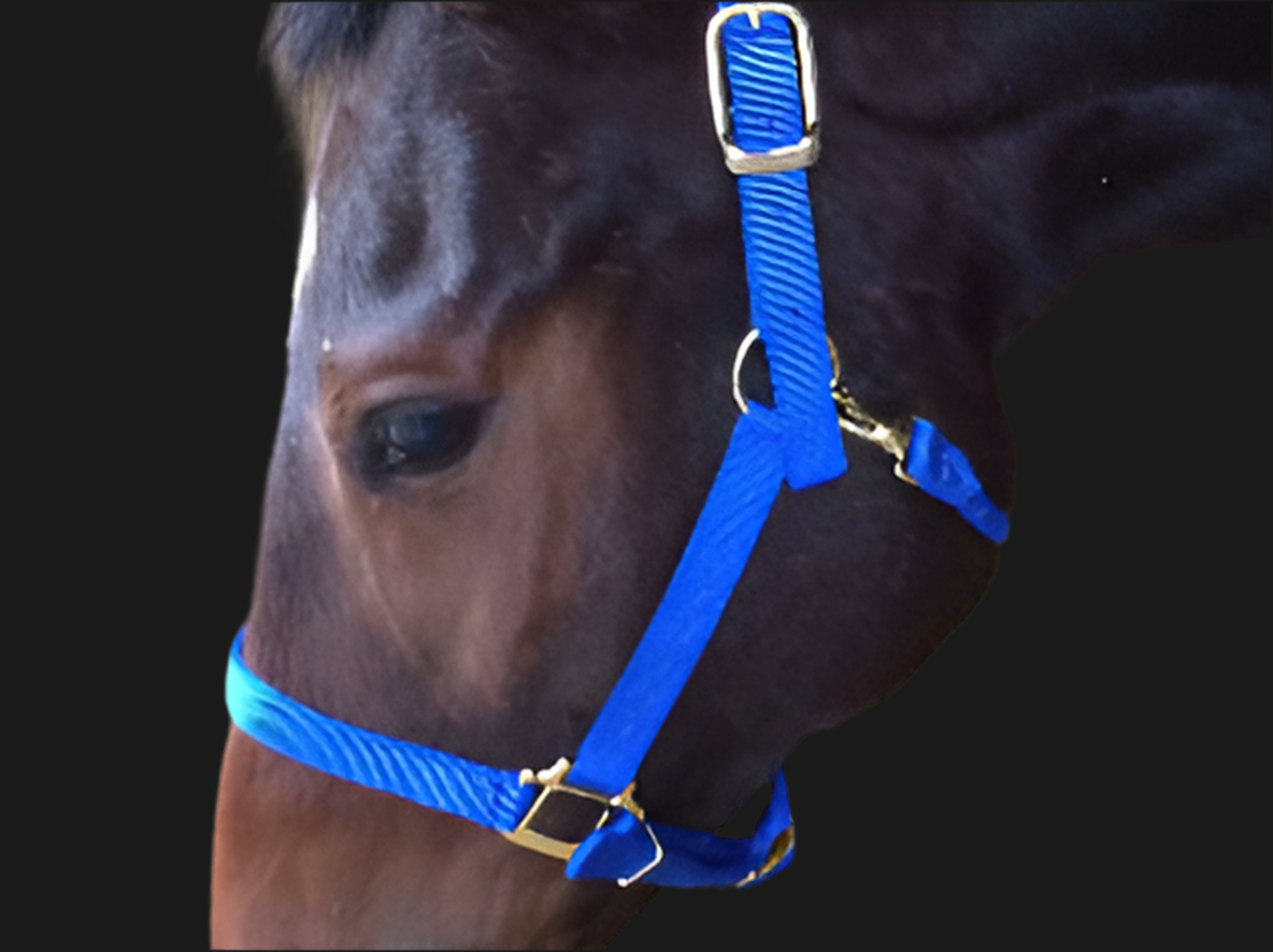 Premium Nylon Horse Halters