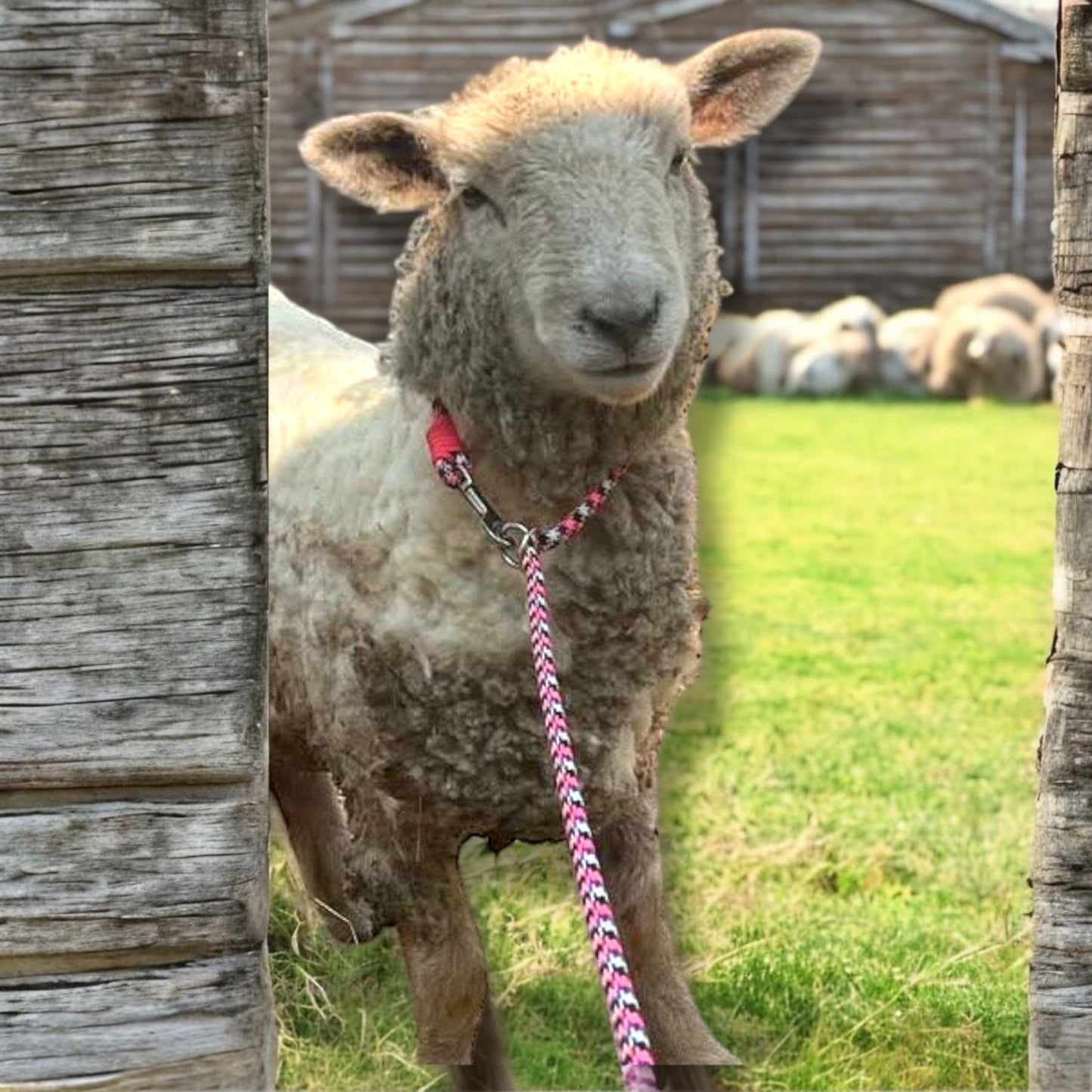 Fully Adjustable Leash & Collar Combination