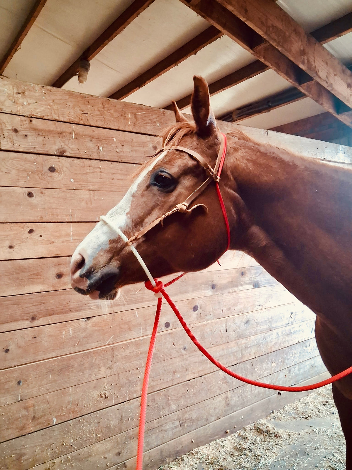 SCR Tack Loping Hack • Average Horse Size • Used Once