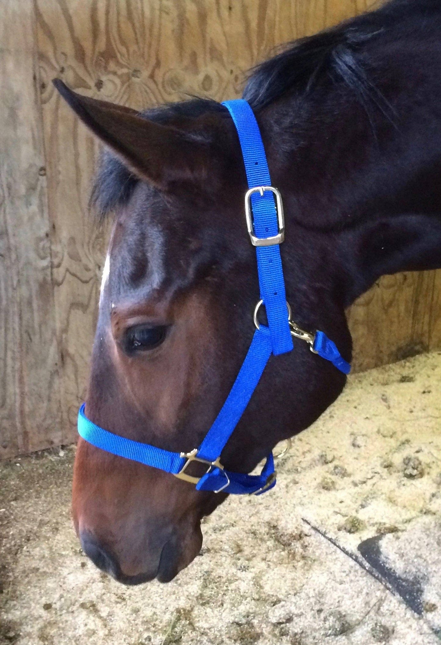 Signature Elite Nylon Horse Halter – Cob (Small)